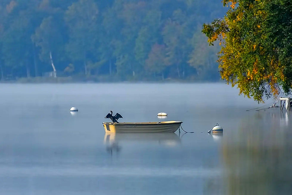 Ein Kormoran am See sitzt auf einem Boot, Der Kormoran (Phalacrocorax carbo), Natur