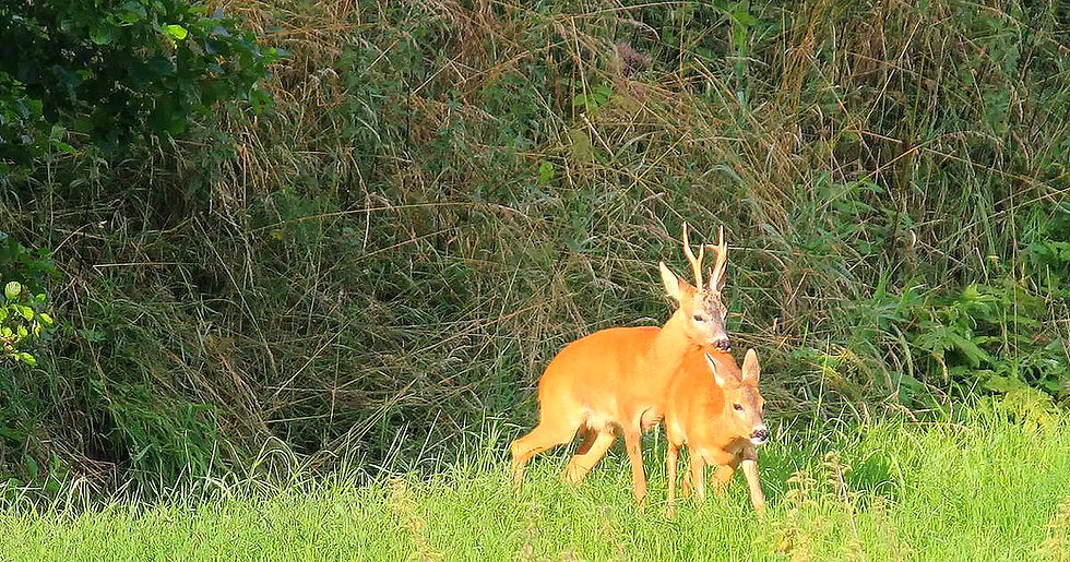 Zwei Rehe stehen im Gras, vor einem Strauch. Das Reh (Capreolus capreolus), Reh