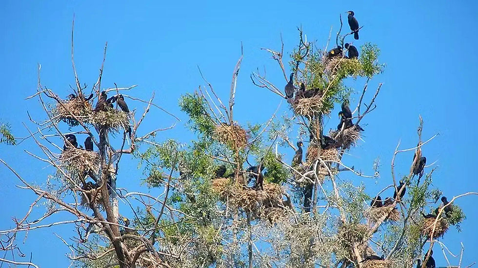 Viele Kormorane sitzen auf einem Baum. Der Kormoran (Phalacrocorax carbo) auf Ästen und Blättern.