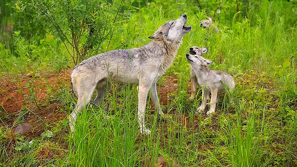 Drei Wölfe heulen in einem grünen Feld, Der Eurasische Wolf. Der Wolf.