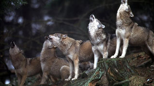 Der Eurasische Wolf (Canis lupus lupus): Ein Porträt des legendären Jägers Europas