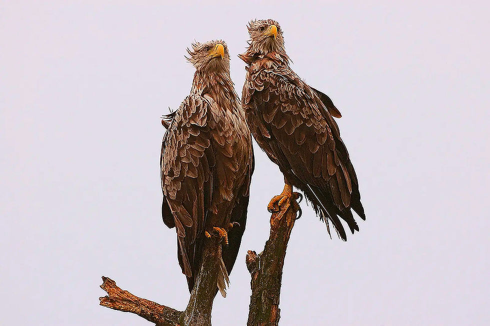 Zwei Seeadler sitzen auf einem Ast, Blick in dieselbe Richtung. Der Seeadler