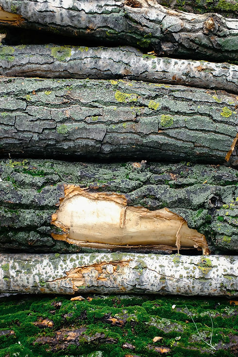 Gestapelte Baumstämme mit Rindenschaden, helles Holz sichtbar, auf Moosboden liegend.