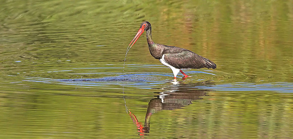 Schwarzstorch steht im Wasser, mit rotem Schnabel und Beinen. Der Schwarzstorch – Der geheimnisvolle Waldbewohner.