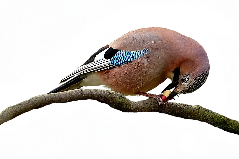 Eichelhäher (Garrulus glandarius)-der Gärtner des Waldes pickt Futter auf einem Ast, Naturhintergrund