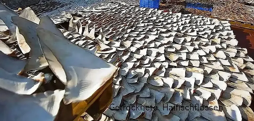 Gehäufte Haiflossen in Reihen, Hai-Finning, Text von www.stocknetz.ch, Hintergrund.