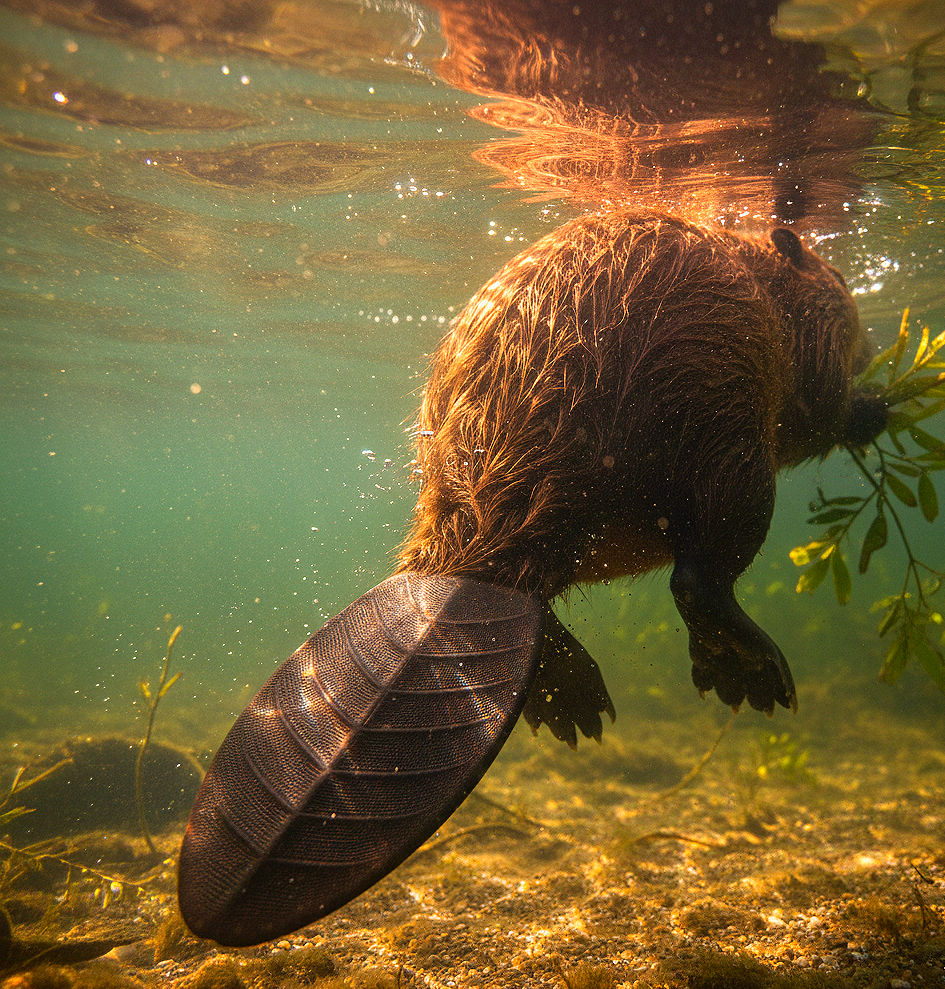 Zwei Personen wandern in Bergen mit Mammut-Logo; Berge im Hintergrund, Biber.