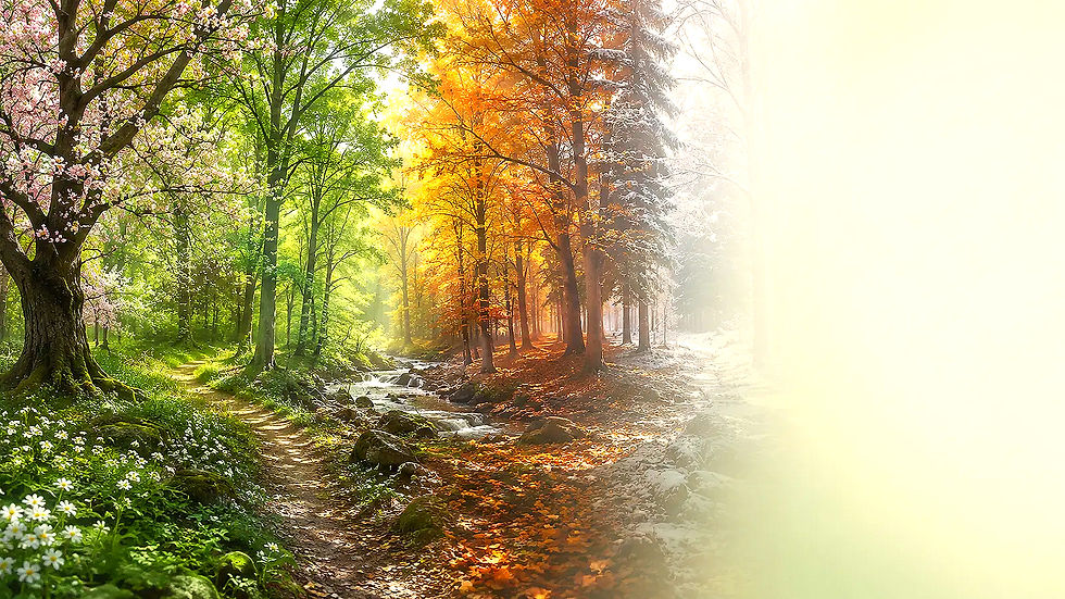 Wald im Wechsel der Jahreszeiten mit Bachlauf