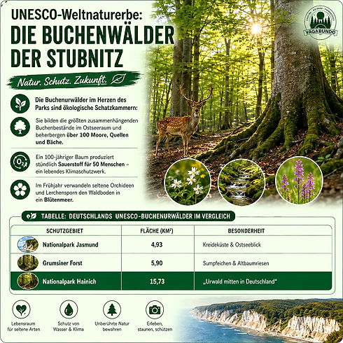 Infografik zum UNESCO-Weltnaturerbe Buchenwälder der Stubnitz im Nationalpark Jasmund mit Details zur Geologie und Steilküste.