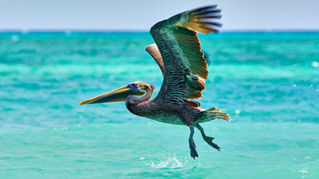 Braunpelikan im Flug