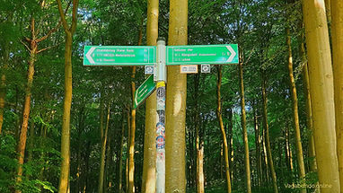 Grüner Wegweiser im Buchenwald zeigt nach Königsstuhl, Jasmund, Sassnitz, Hochuferweg.