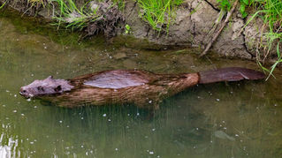 Biber im Gewässer