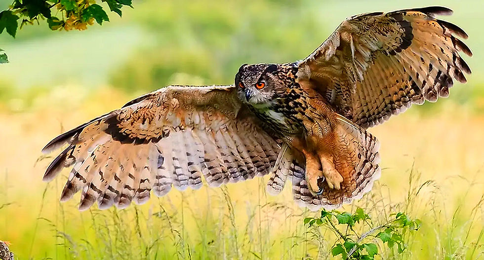 Fliegender Uhu mit ausgebreiteten Flügeln im Flug. Der Uhu (Bubo bubo).