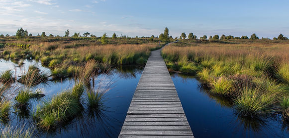 hohes-venn-eifel-moor-steg