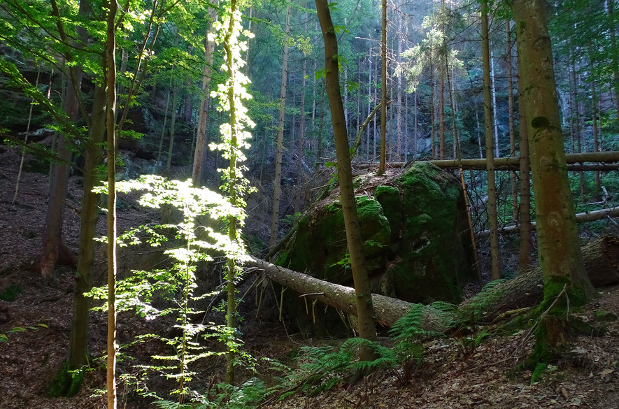 Sonnendurchfluteter Wald im Nationalpark Sächsische Schweiz, Bäume und Felsen im Hintergrund.