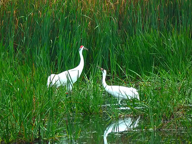 Zwei weiße Kraniche stehen im grünen Schilf, Spiegelung im Wasser.