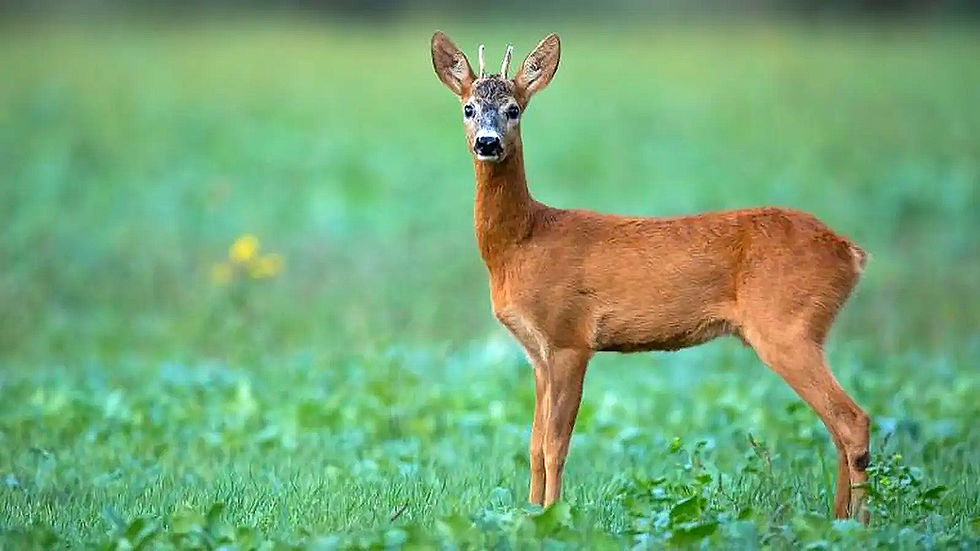 Springendes Reh (Capreolus capreolus) in der Natur, grüne Wiese und Bäume im Hintergrund.
