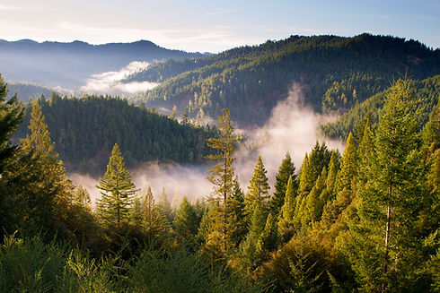 Berge und Wälder mit Nebel, atemberaubender Blick, Naturlandschaft, Morgenlicht, Bäume