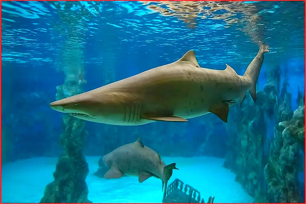 Zwei Haie schwimmen im blauen Wasser des Ozeans, Unterwasserlandschaft.
