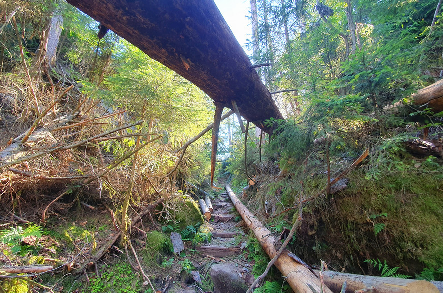 Ein Wanderweg mit umgestürzten Bäumen, Der Nationalpark Sächsische Schweiz. Elbsandsteingebirge.