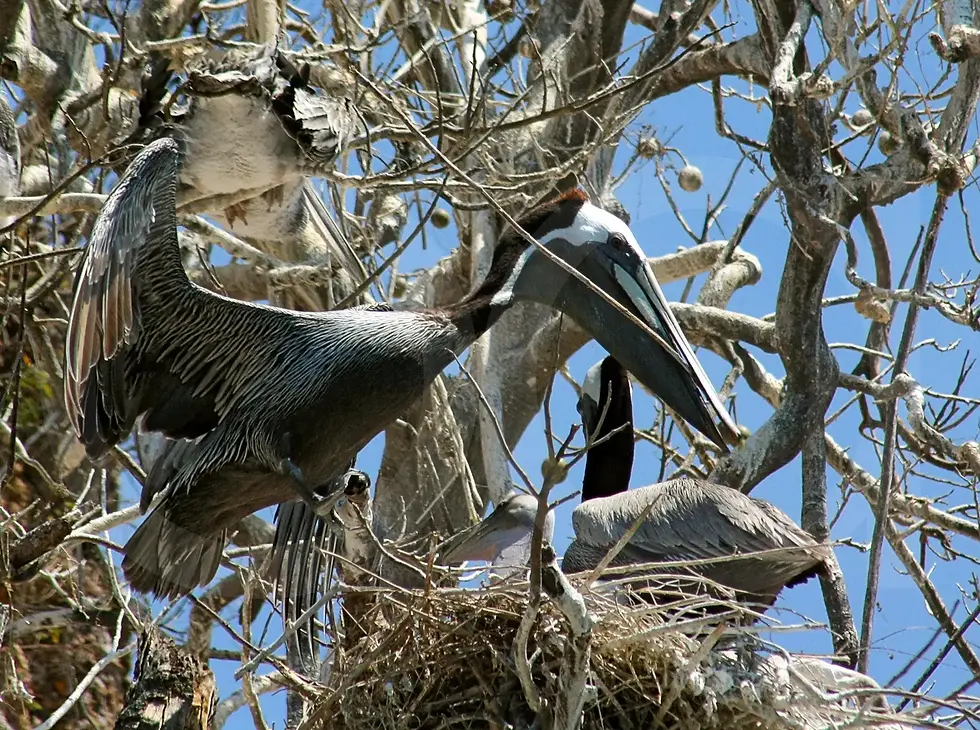 Zwei Der Braunpelikan (Pelecanus occidentalis) im Nest und blauen Himmel, Braunpelikan Vagabundo.