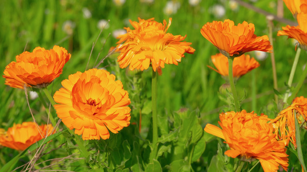 Orangefarbene Ringelblumen blühen in einem grünen Feld. Natur Wald Abenteuer.