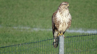 Mäusebussard sitzt auf einem zaunpfahl