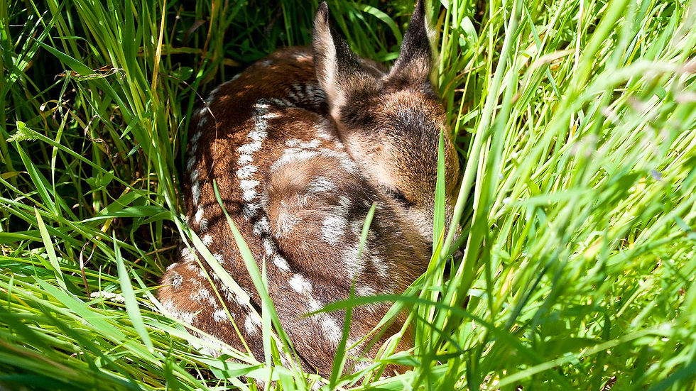Junges Reh (Capreolus capreolus) schläft zusammengerollt in hohem grünen Gras.