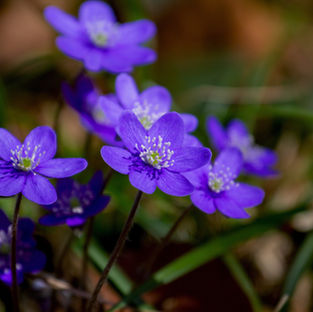 Leberblümchen (Hepatica) - gehören zur Familie der Hahnenfußgewächse und sind in ganz Europa verbreitet. Wie für alle Hahnenfußgewächse typisch ist das Leberblümchen leicht giftig. Von Mitte Februar - April haben die Leberblümchen Blütezeit und gehören somit zu den Frühblühern.