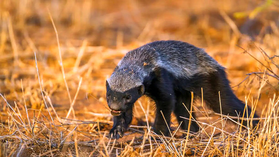 Honigdachs in trockener Savanne
