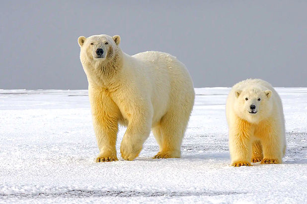 Eisbärin mit ihrem Jungtier steht auf Schnee und Eis, Wildtierverhalten.