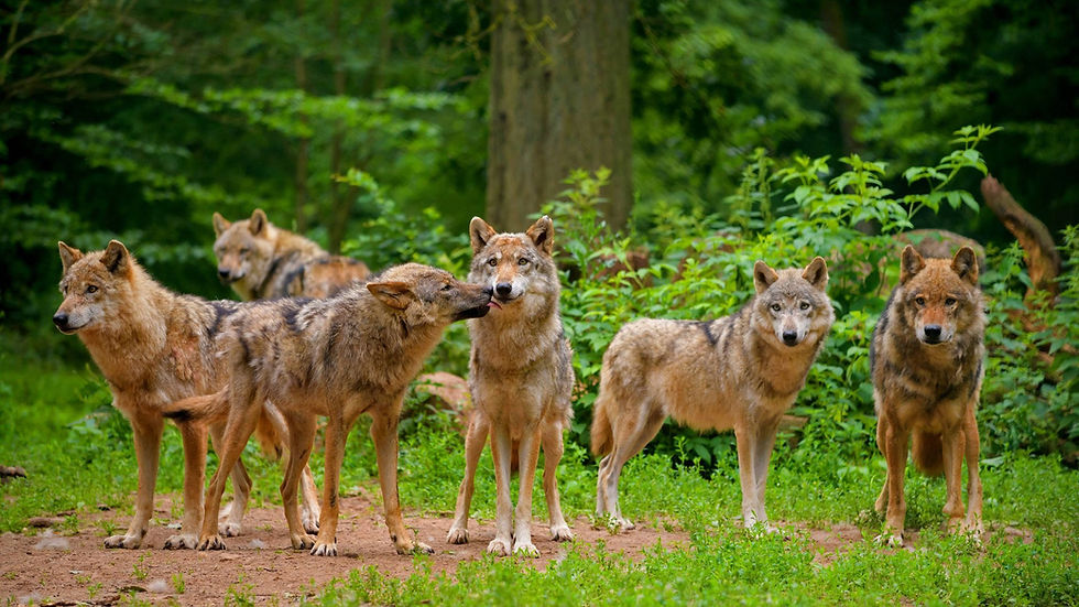 wolfsrudel