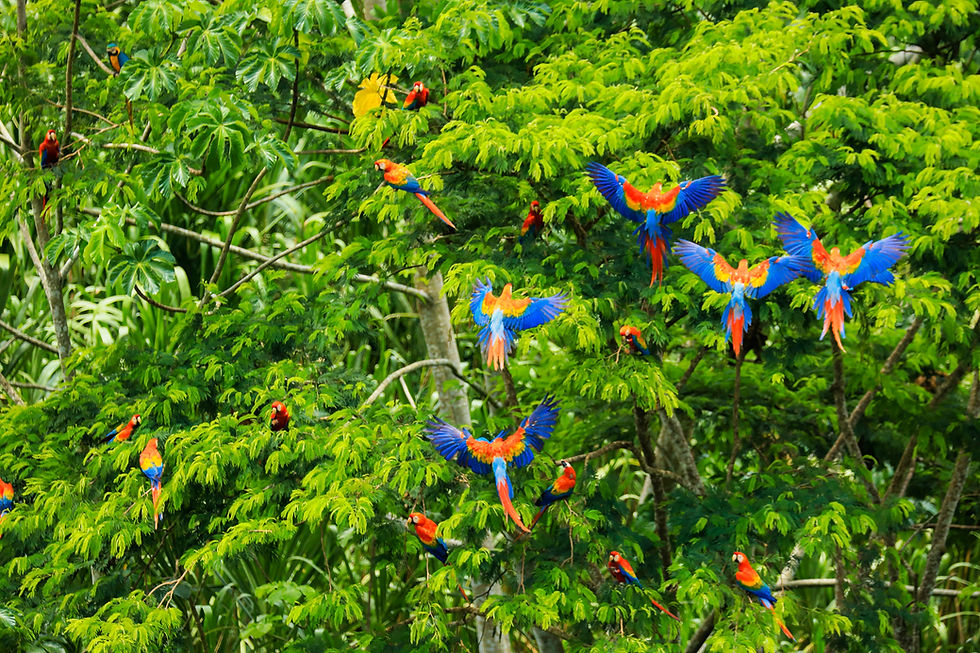 Viele bunte Papageien fliegen und sitzen in grünen Baumkronen. Natur pur.