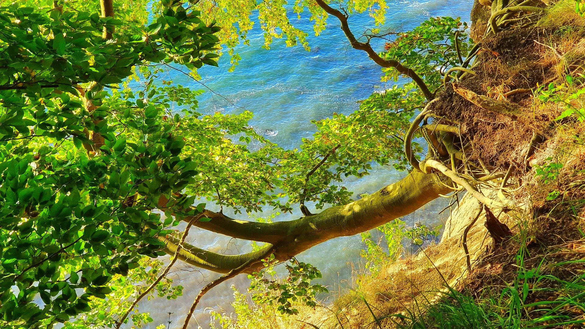 Umgestürzter Baum