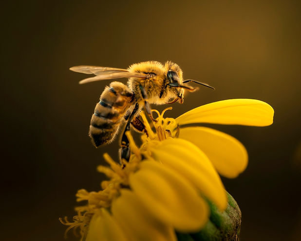 Biene auf einer gelben Blüte, Nahaufnahme, sonniges Ambiente, Pollen-Sammlung.