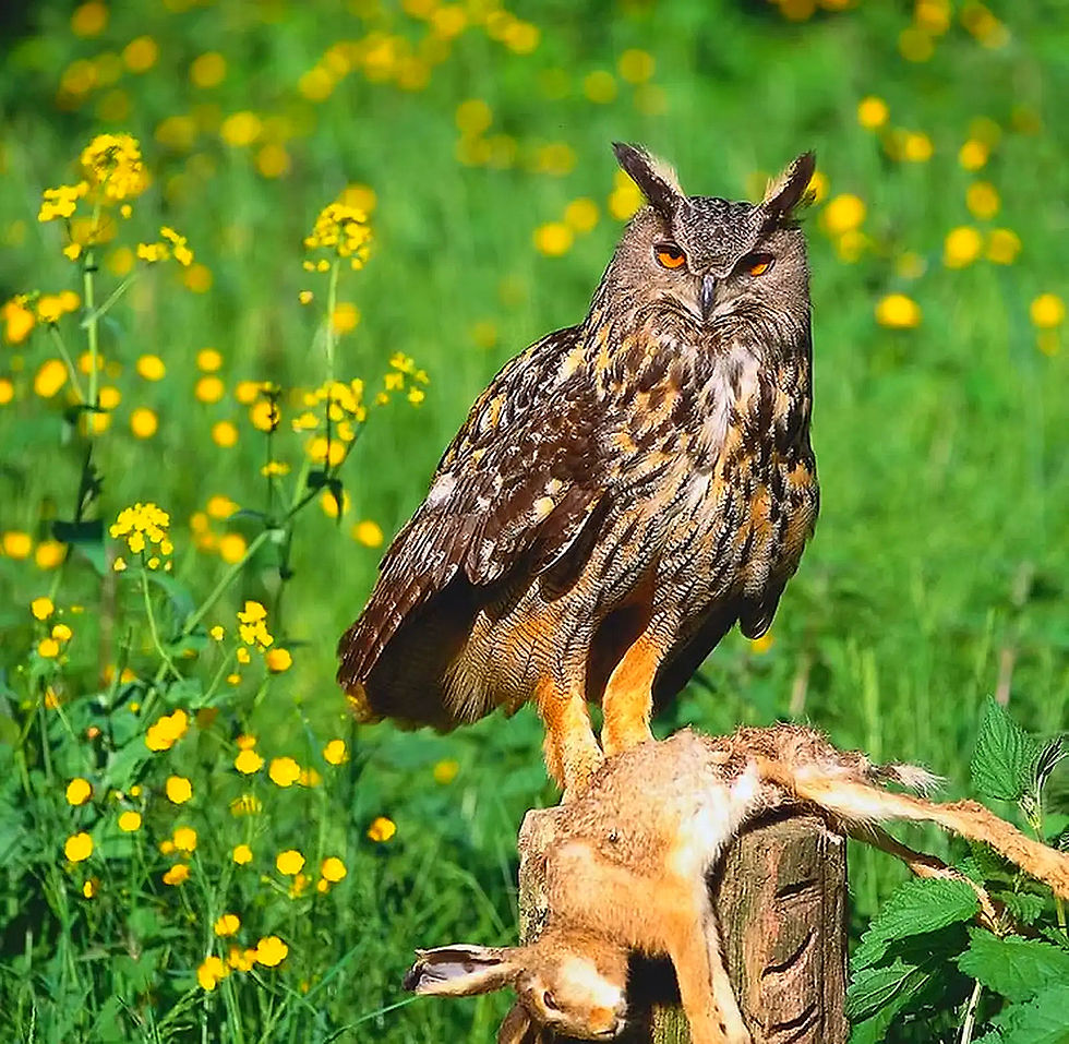 Ein Uhu (Bubo bubo) sitzt auf einem Pfahl und hält Beute im Gras.