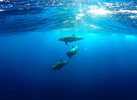 Drei Delfine schwimmen unter Wasser im blauen Ozean, Sonnenlicht durchdringt die Oberfläche.