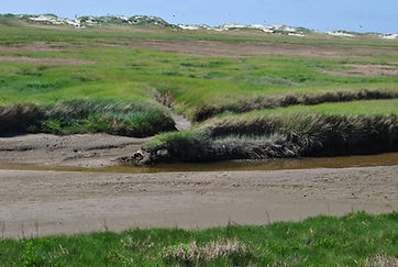 salzwiesen-nordsee