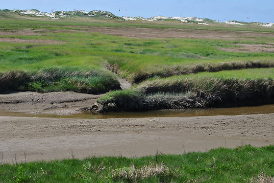 salzwiesen-nordsee