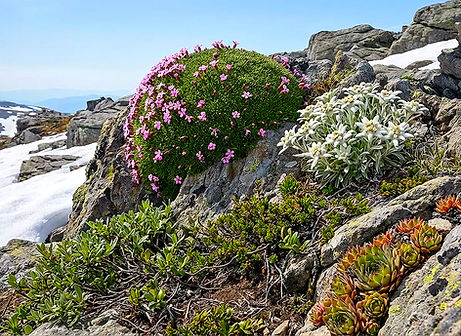 Edelweiß und rosa Polsterpflanzen blühen auf Felsen im Gebirge mit Schnee.