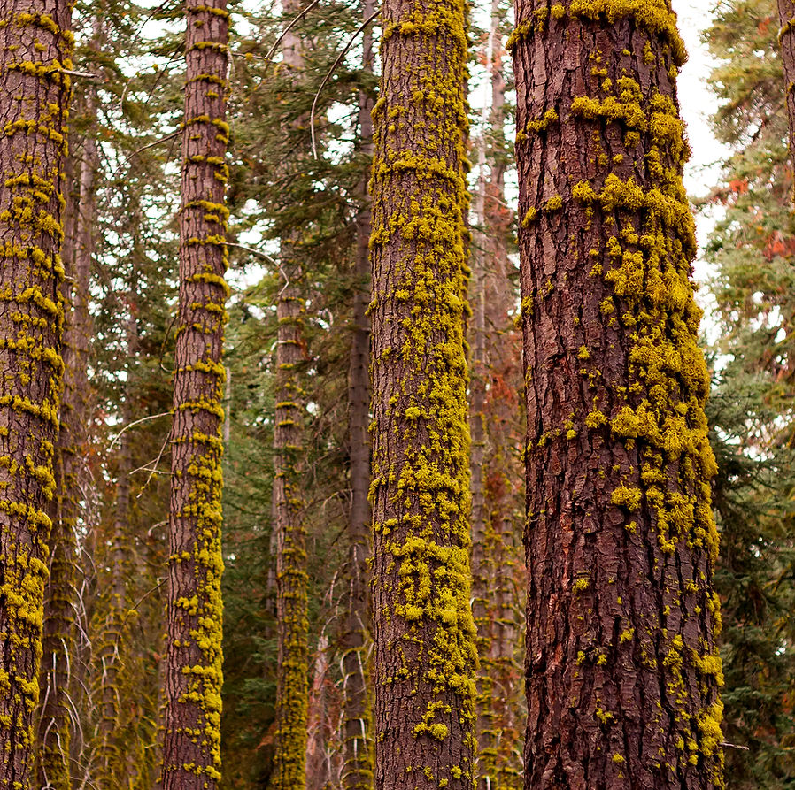 Mehrere hohe, gelb-grün moosbewachsene Nadelbaumstämme in einem dichten Wald.
