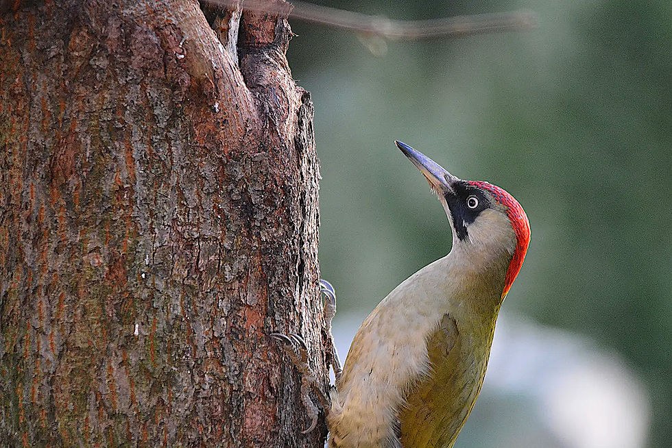 Ein grüner Specht sitzt auf einem Baumstamm im Wald, Gruenspecht.