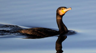 Der Kormoran (Phalacrocorax carbo)