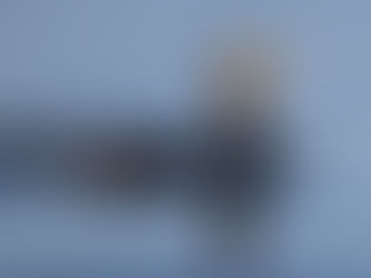 Der Kormoran (Phalacrocorax carbo)