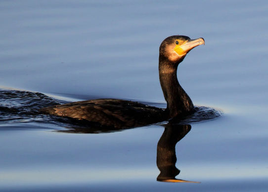 Der Kormoran (Phalacrocorax carbo)