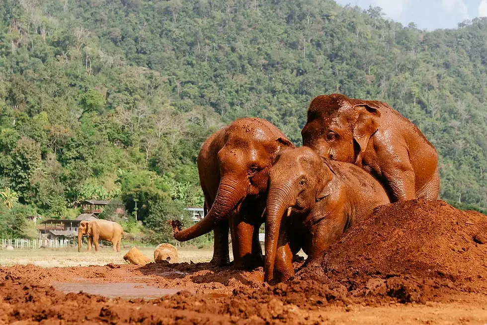 Zwei Elefanten im Spiel auf einer grünen Wiese mit Bäumen im Hintergrund. Elefant.
