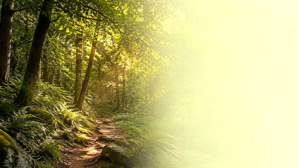 Wald im Wechsel der Jahreszeiten mit sonnigem Waldweg