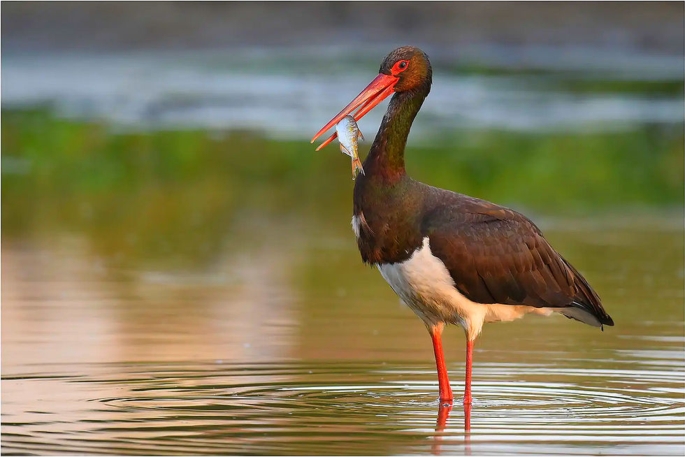 Schwarzstorch im flachen Wasser stehend, Der Schwarzstorch – Der geheimnisvolle Waldbewohner, Vogel