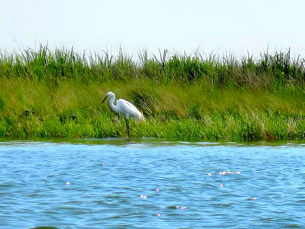 Weißer Reiher steht im Wasser vor Schilf, ruhiges Gewässer, Schlei.