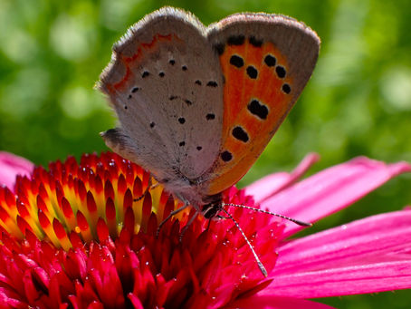 Stream of consciousness